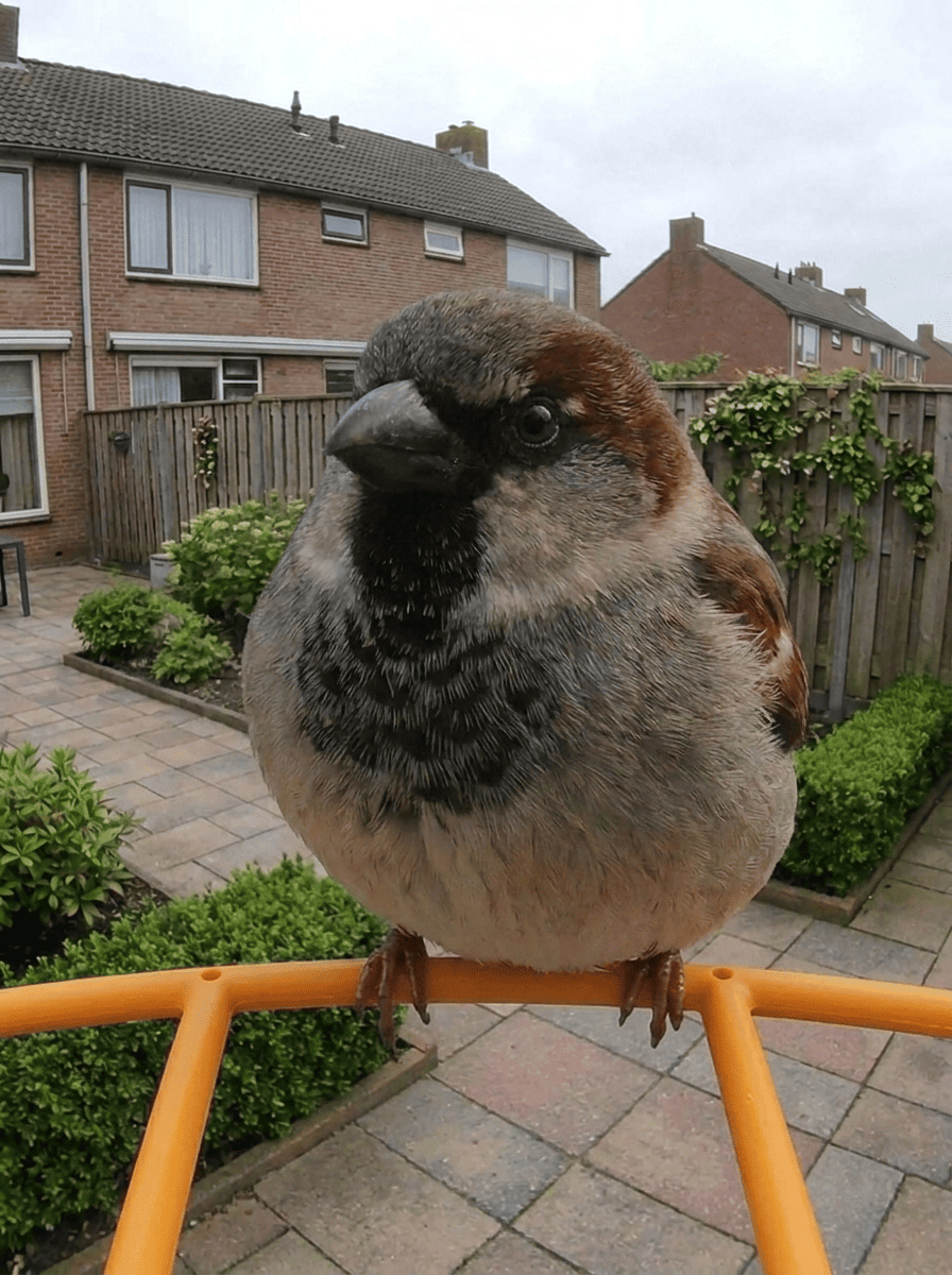 Huismus